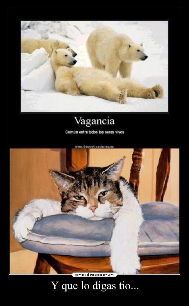 carteles gato-cansado desmotivaciones