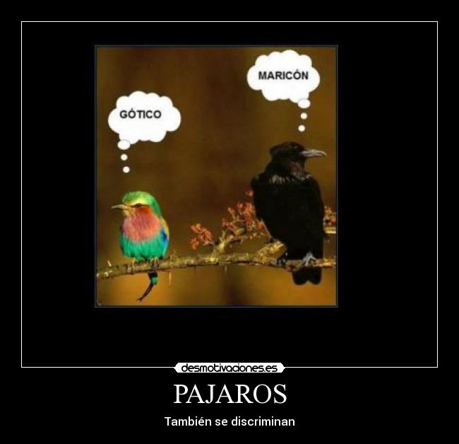 PAJAROS - También se discriminan