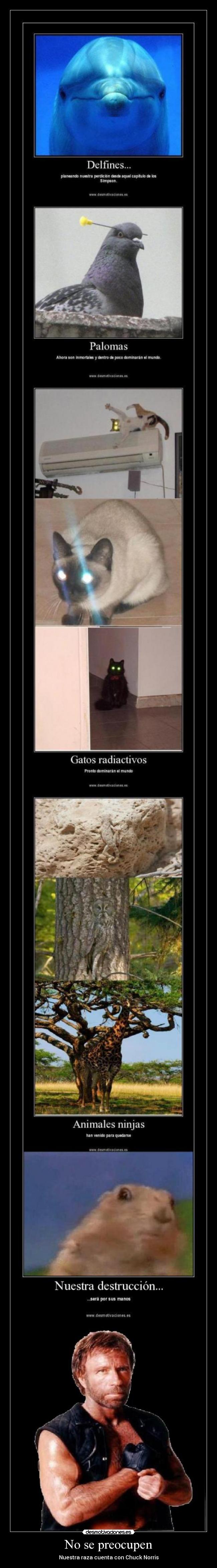 No se preocupen - Nuestra raza cuenta con Chuck Norris