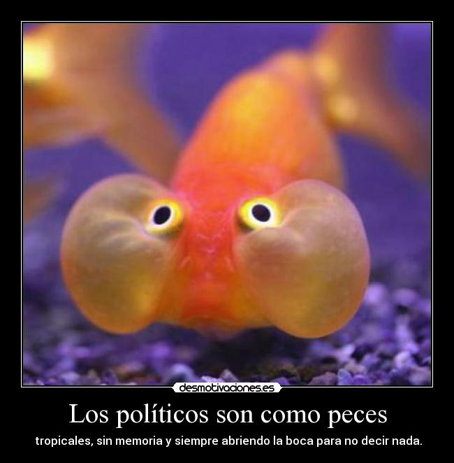 Los políticos son como peces -