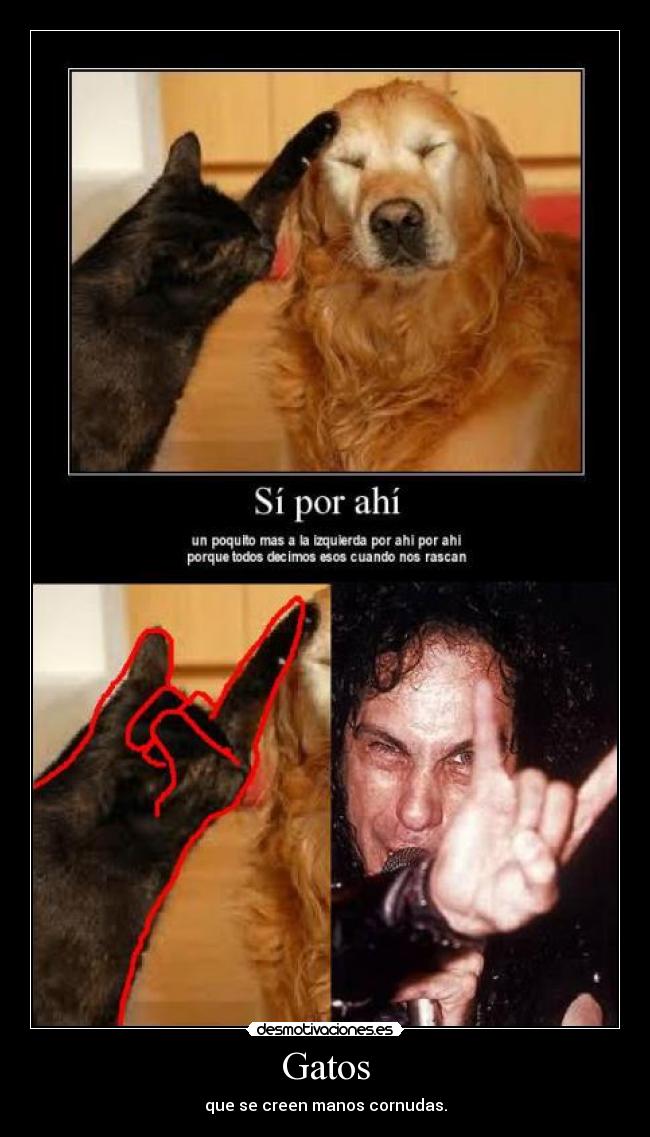 Gatos - que se creen manos cornudas.
