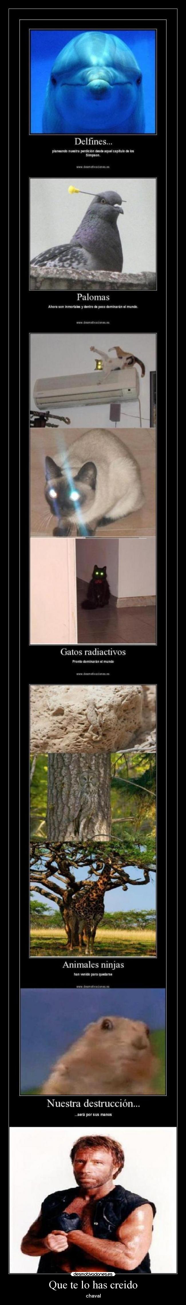 Que te lo has creido -