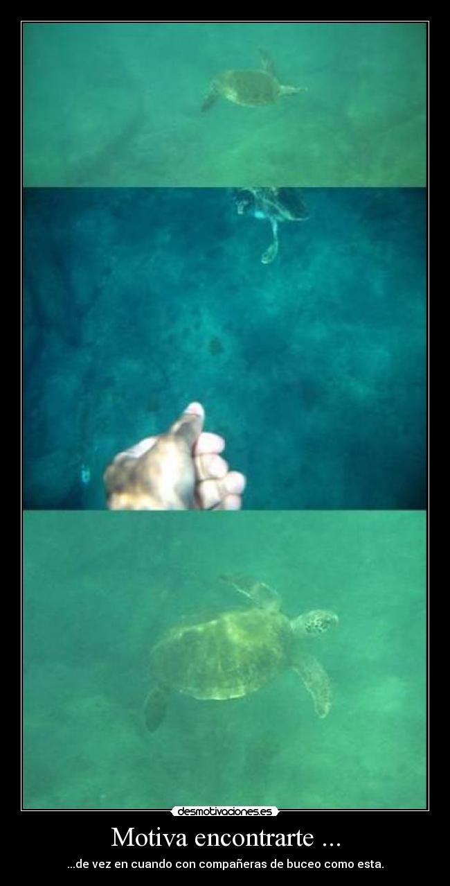 Motiva encontrarte ... - ...de vez en cuando con compañeras de buceo como esta.