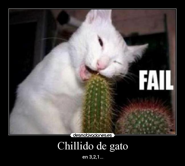 Chillido de gato - 
