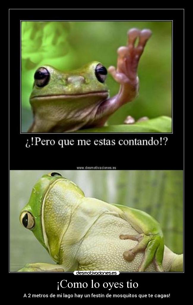 ¡Como lo oyes tio - A 2 metros de mi lago hay un festín de mosquitos que te cagas!