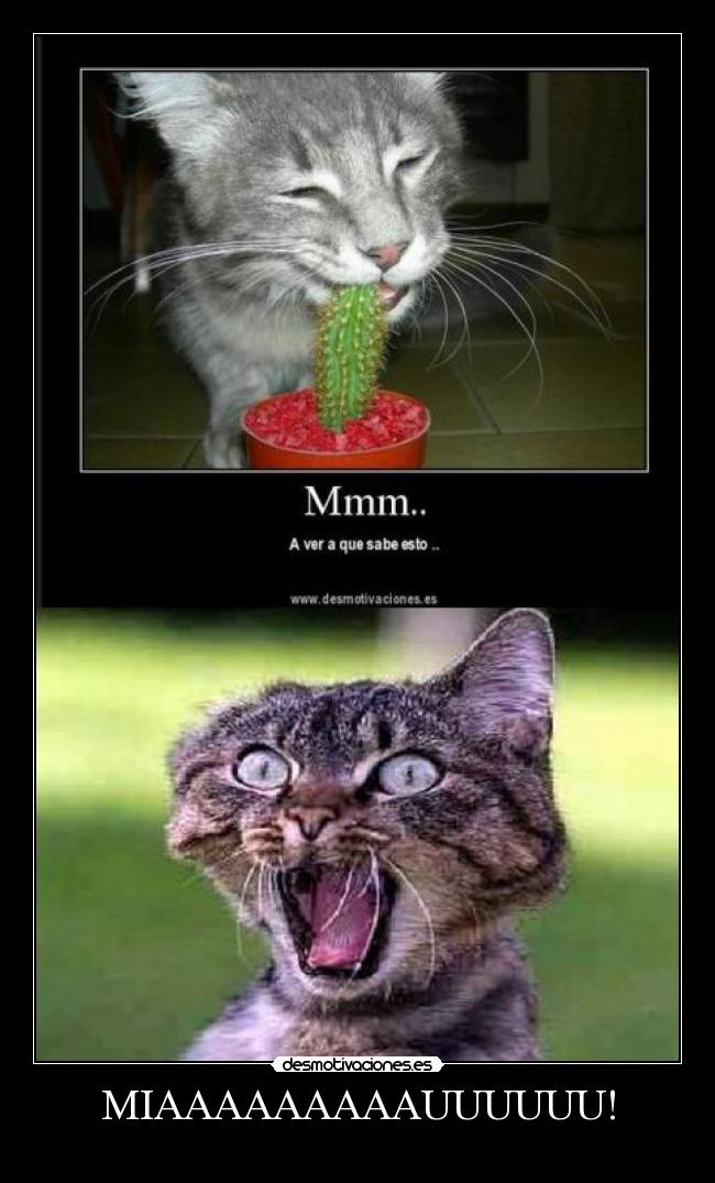 carteles gatocaptusmiau desmotivaciones