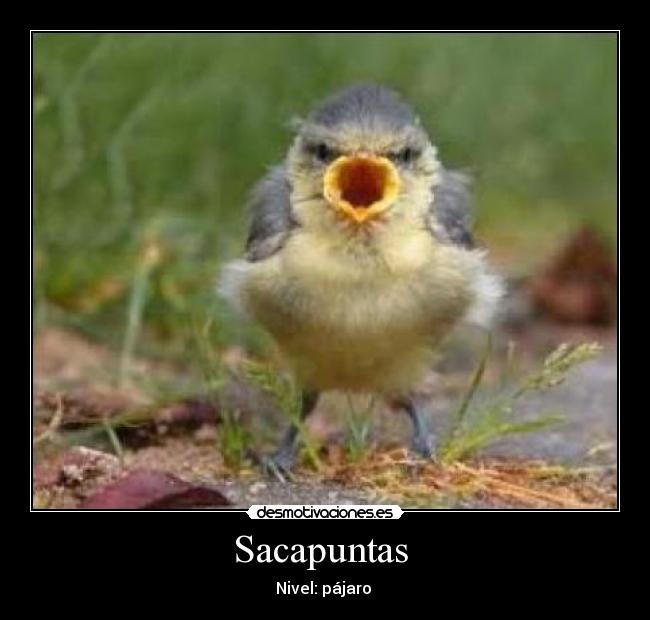 Sacapuntas  - 