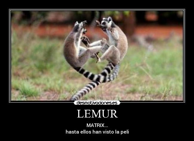 LEMUR - 