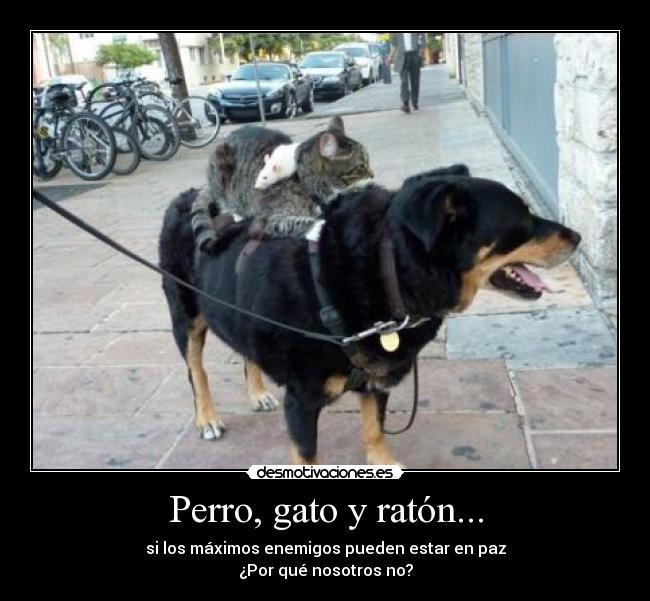 Perro, gato y ratón... -