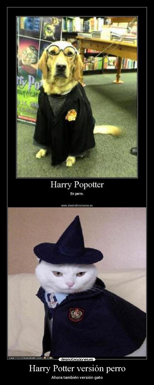 Harry Potter versión perro - 