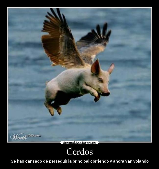 Cerdos - Se han cansado de perseguir la principal corriendo y ahora van volando