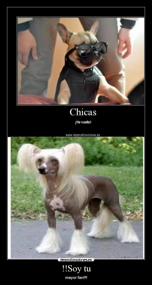 !!Soy tu - mayor fan!!!!