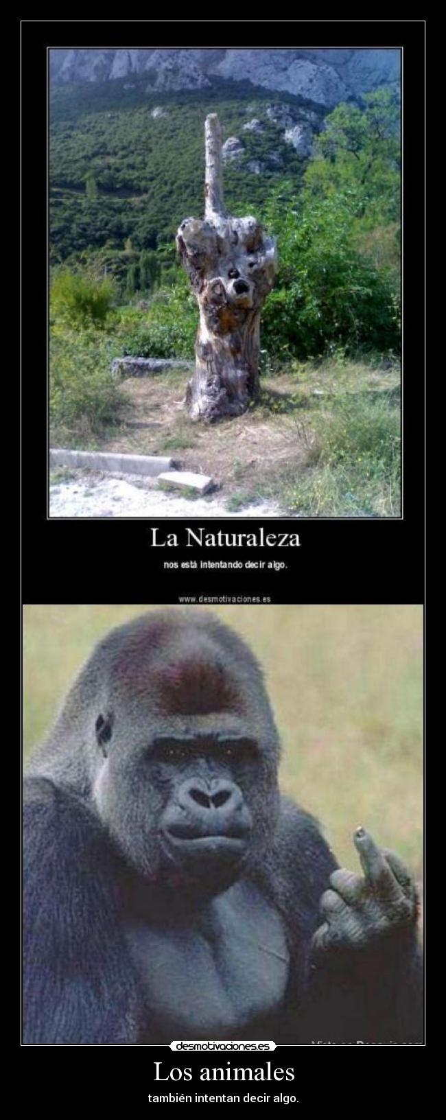Los animales - 