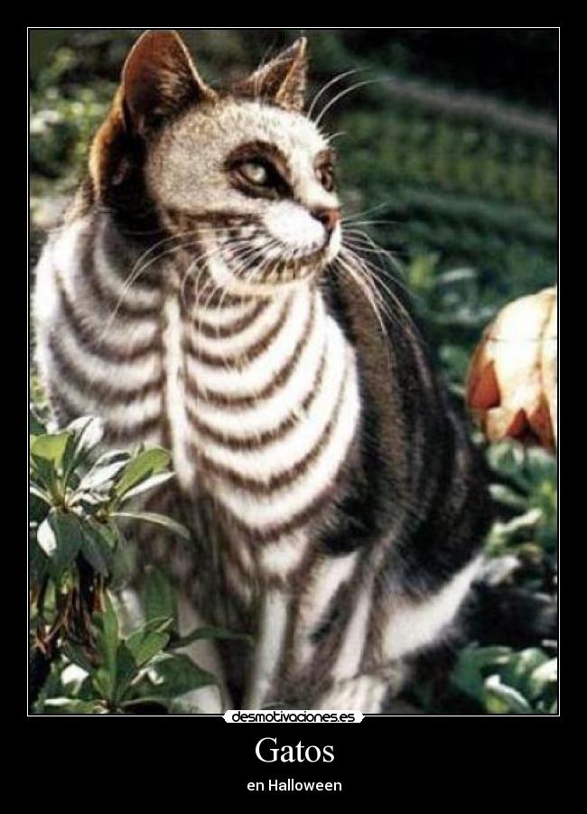 carteles gatos gatos desmotivaciones