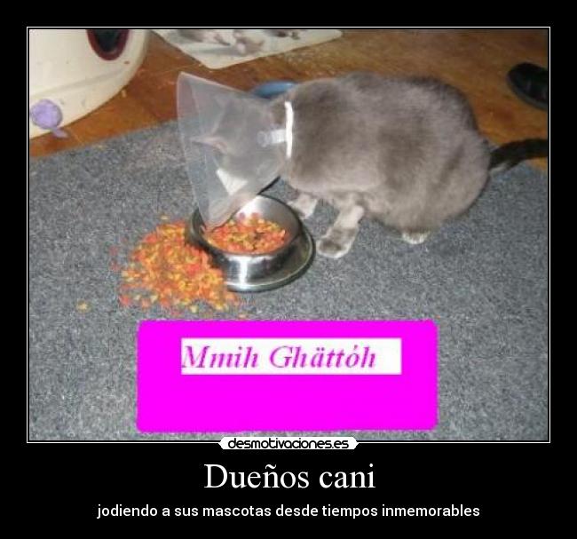 Dueños cani - jodiendo a sus mascotas desde tiempos inmemorables