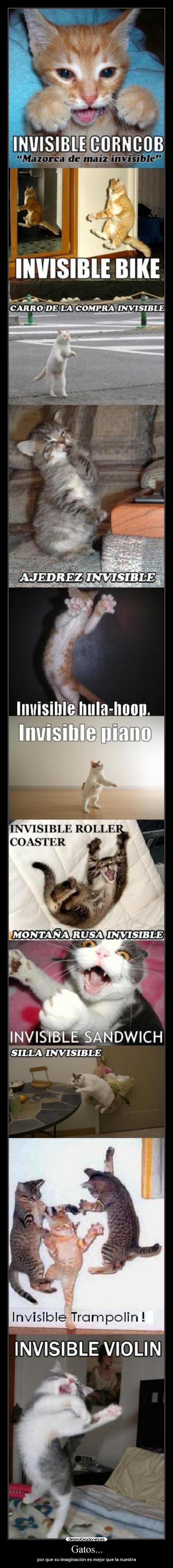 Gatos... - por que su imaginación es mejor que la nuestra