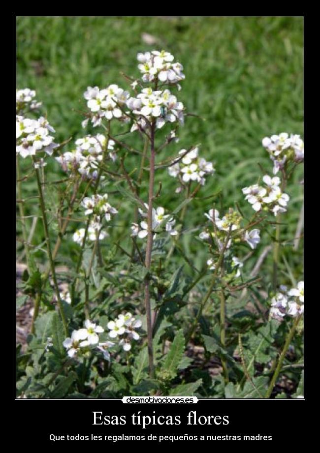 Esas típicas flores - 