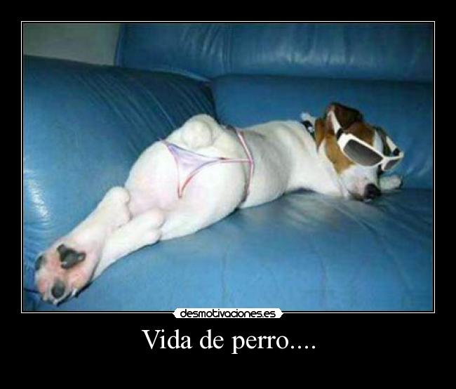 Vida de perro.... - 