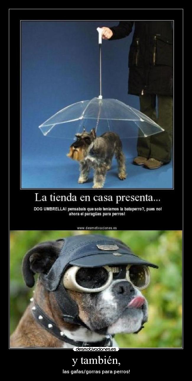 y también, - las gafas/gorras para perros!