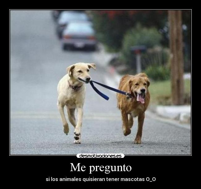 Me pregunto - si los animales quisieran tener mascotas O_O