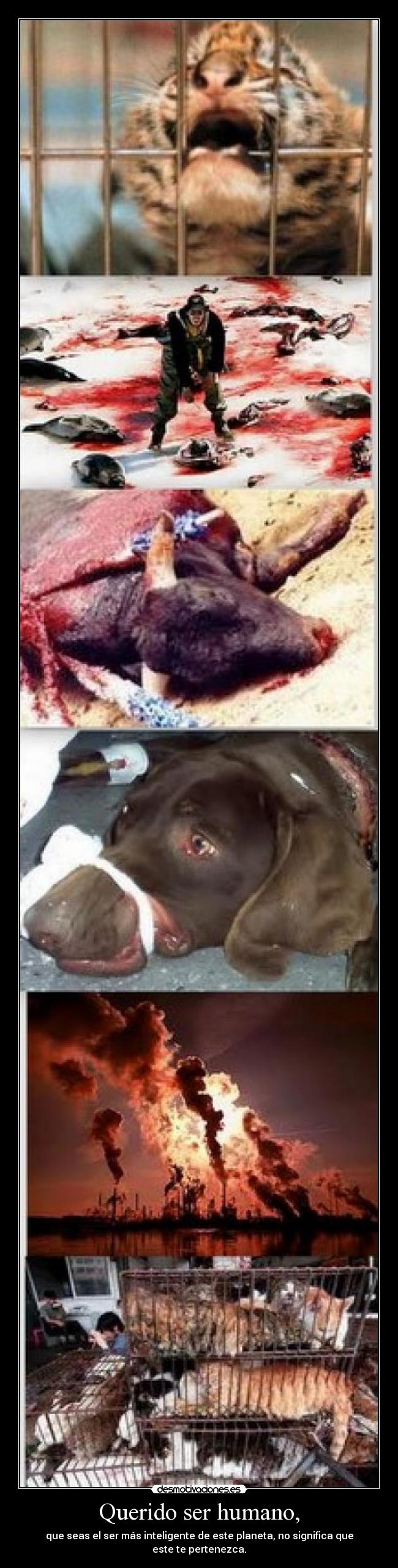 Querido ser humano, - 