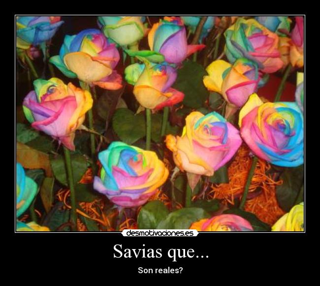 Savias que... -