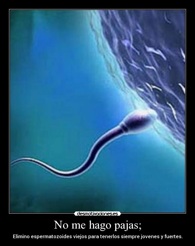 No me hago pajas; - Elimino espermatozoides viejos para tenerlos siempre jovenes y fuertes.