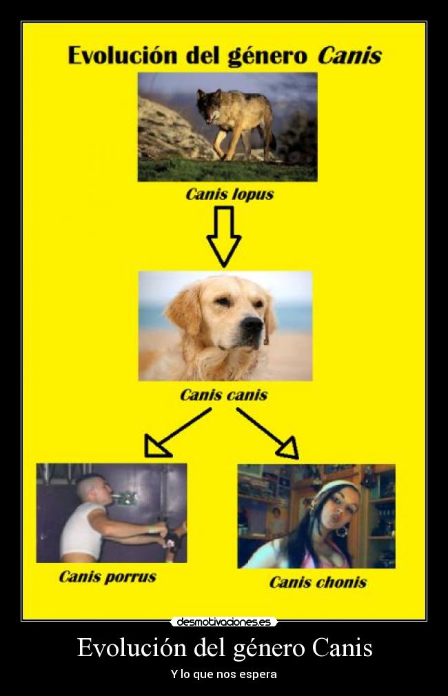 Evolución del género Canis - Y lo que nos espera