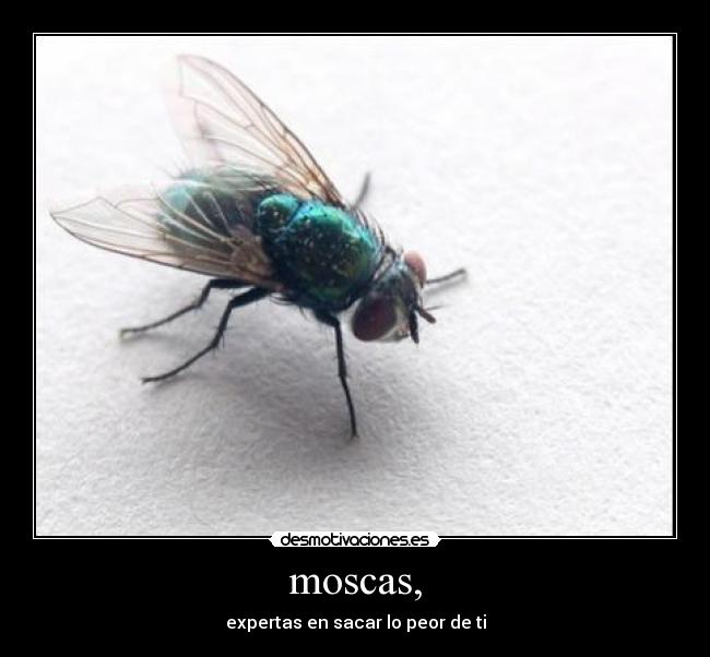 carteles wwwdesmotivacioneses desmotivaciones