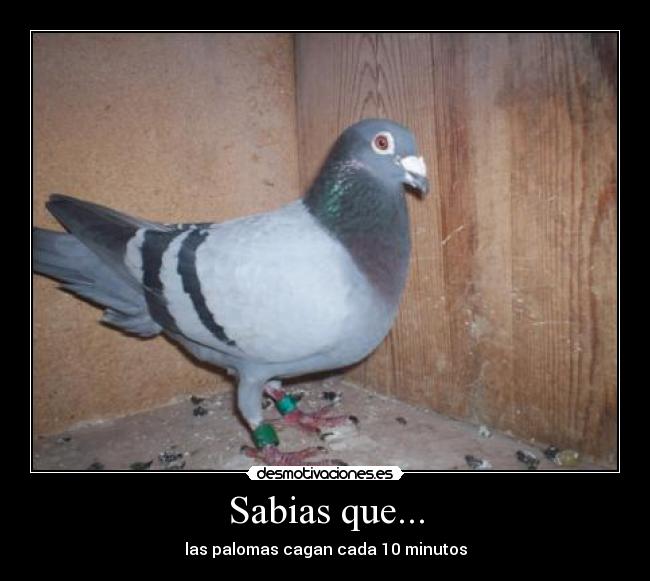 Sabias que... - 