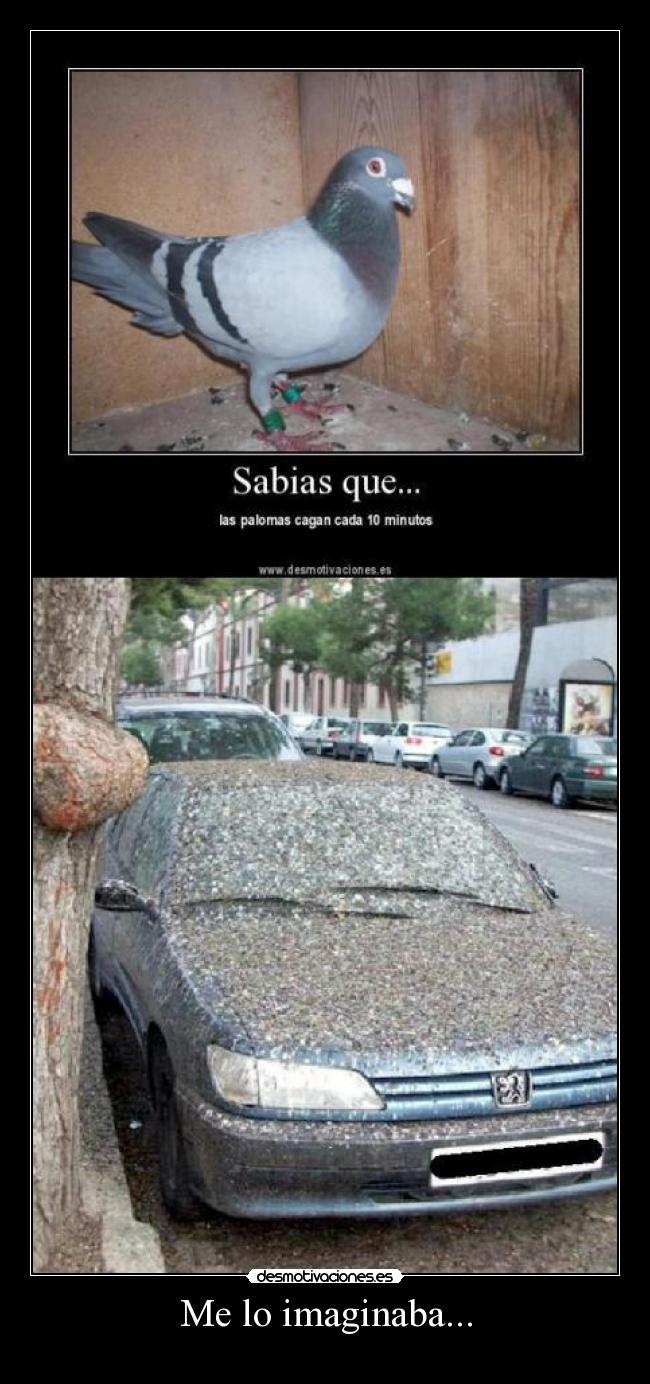 Me lo imaginaba... -