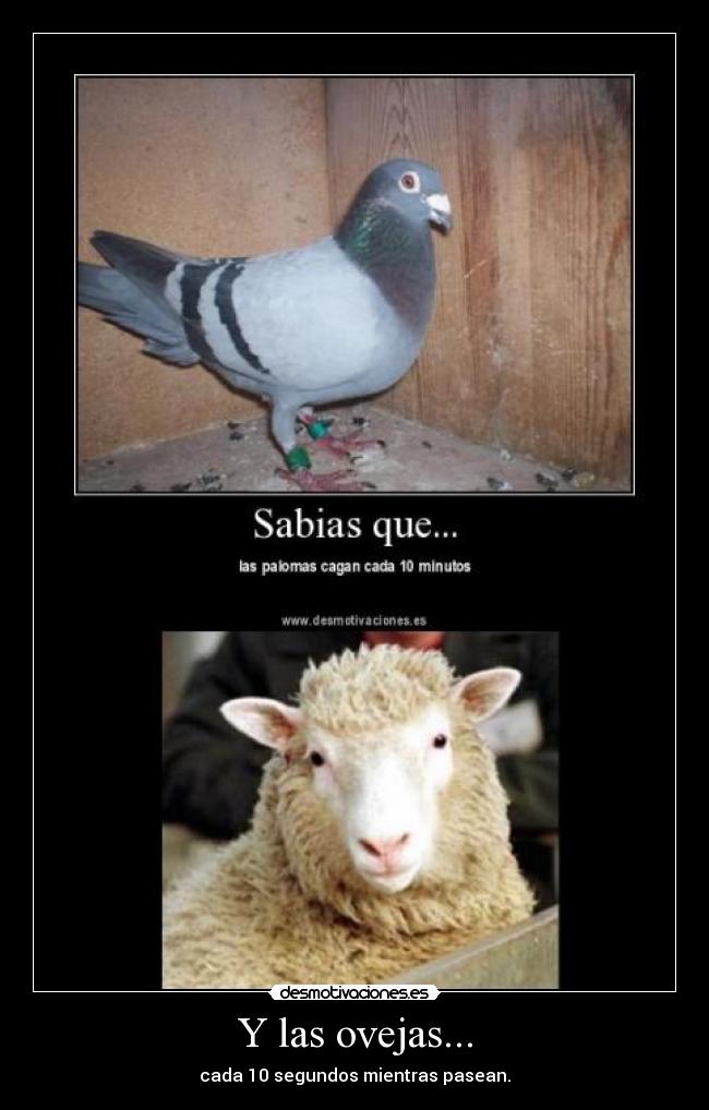 Y las ovejas... - cada 10 segundos mientras pasean.