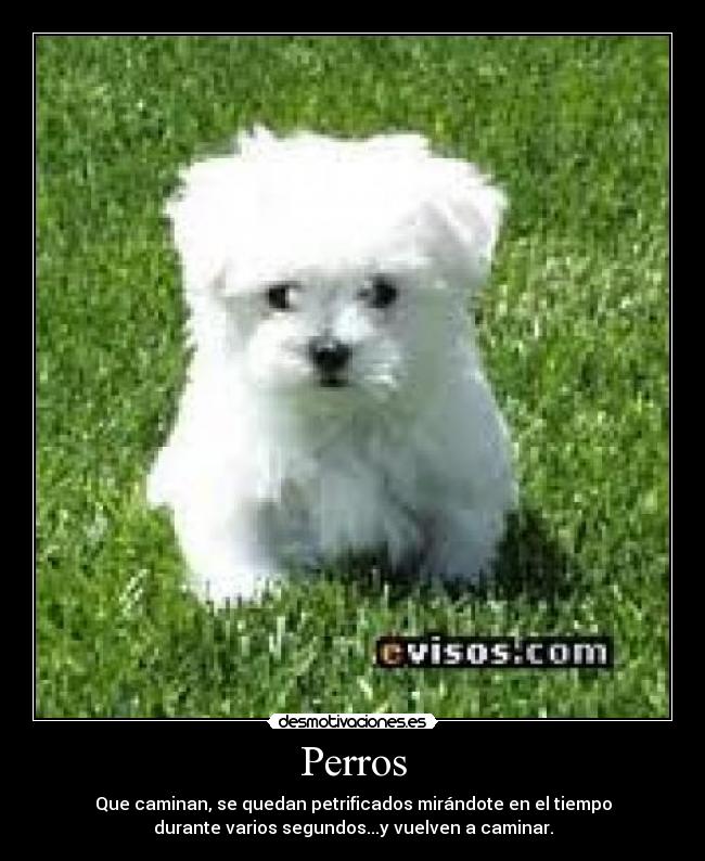 Perros - Que caminan, se quedan petrificados mirándote en el tiempo
durante varios segundos...y vuelven a caminar.