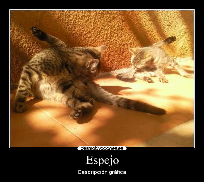 carteles gatos desmotivaciones