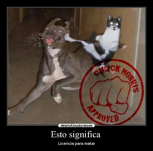 carteles chuck norris desmotivaciones