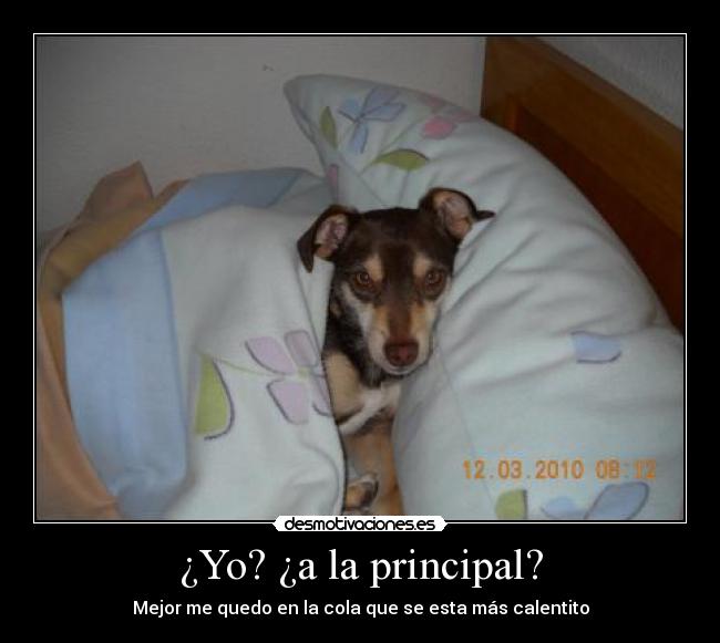 ¿Yo? ¿a la principal? - 