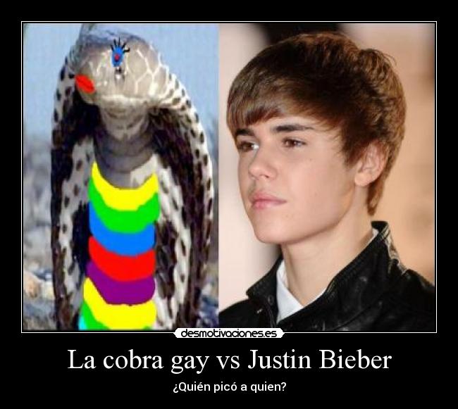 La cobra gay vs Justin Bieber - 