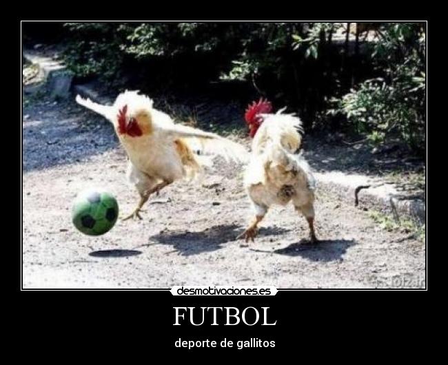 carteles futbol gallos futbol deporte desmotivaciones