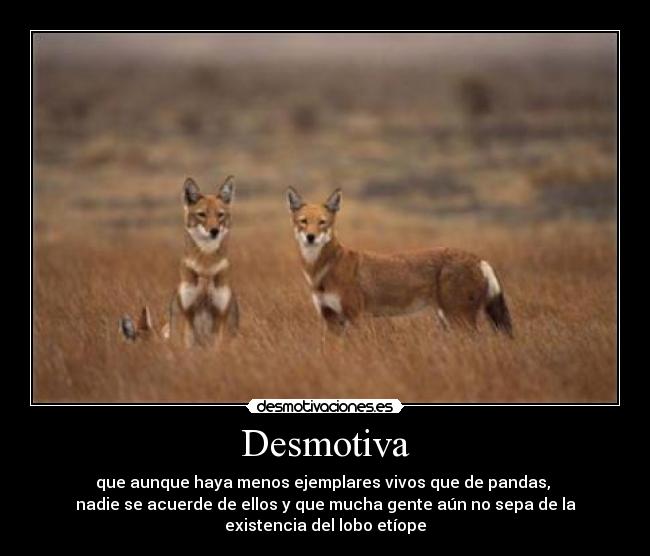 Desmotiva - que aunque haya menos ejemplares vivos que de pandas, 
nadie se acuerde de ellos y que mucha gente aún no sepa de la
existencia del lobo etíope