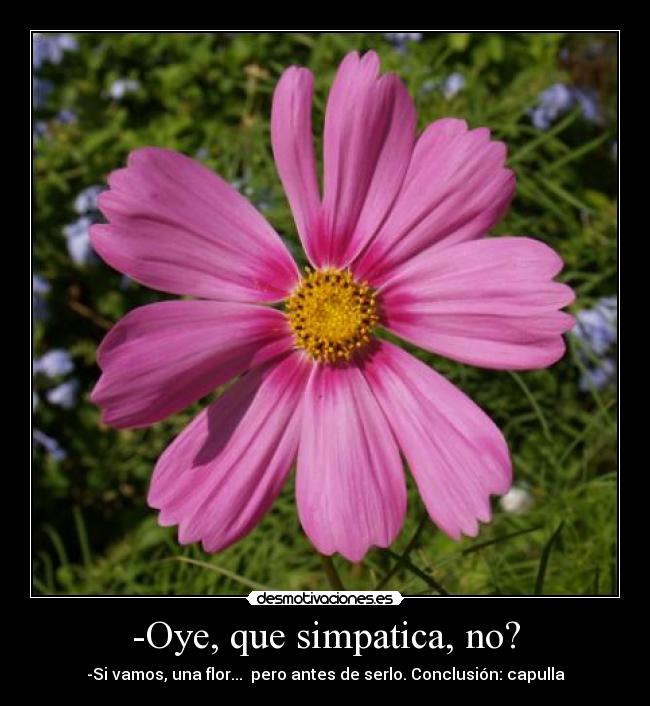 -Oye, que simpatica, no? - -Si vamos, una flor...  pero antes de serlo. Conclusión: capulla