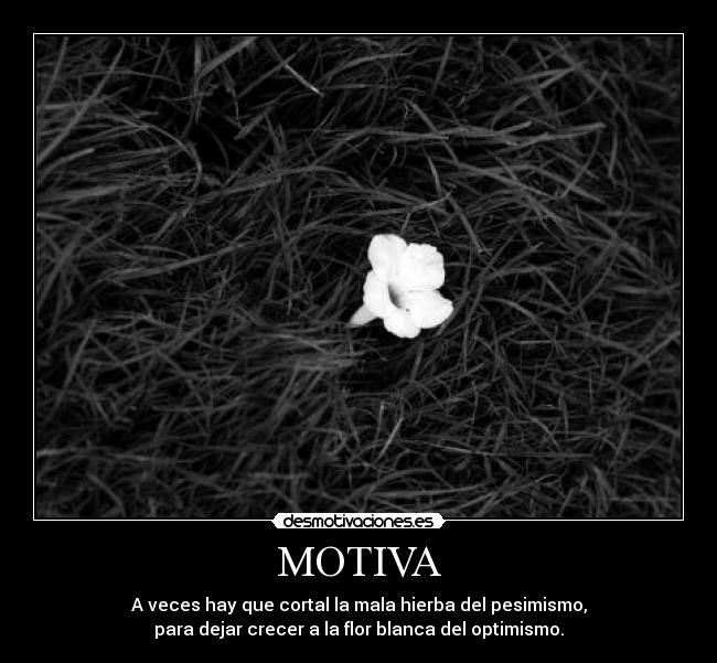 MOTIVA - 