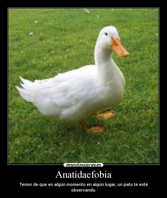 Anatidaefobia - Temor de que en algún momento en algún lugar, un pato te esté observando.