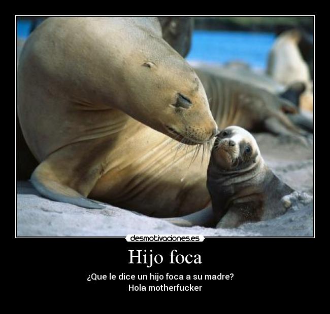 Hijo foca -