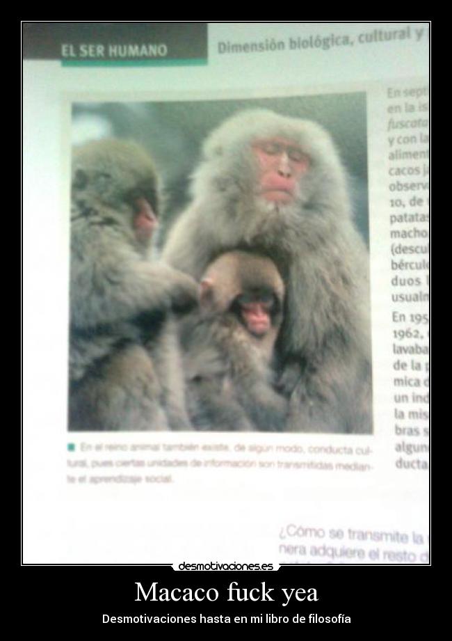 Macaco fuck yea - 