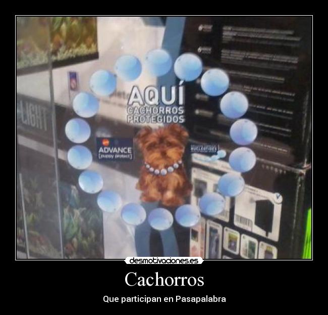 Cachorros -