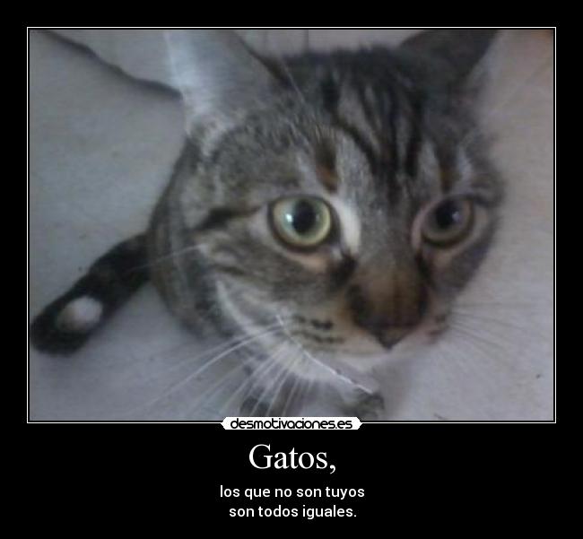 Gatos, - los que no son tuyos
son todos iguales.
