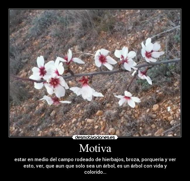 Motiva - estar en medio del campo rodeado de hierbajos, broza, porquería y ver
esto, ver, que aun que solo sea un árbol, es un árbol con vida y
colorido...