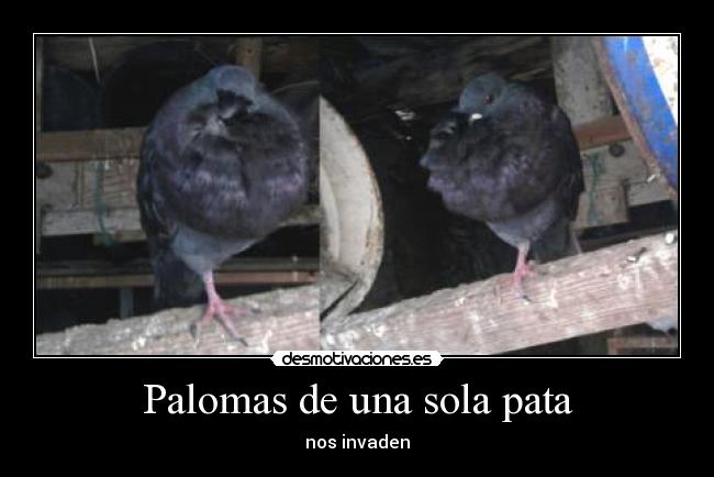 Palomas de una sola pata - 