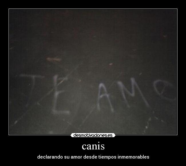 canis - declarando su amor desde tiempos inmemorables