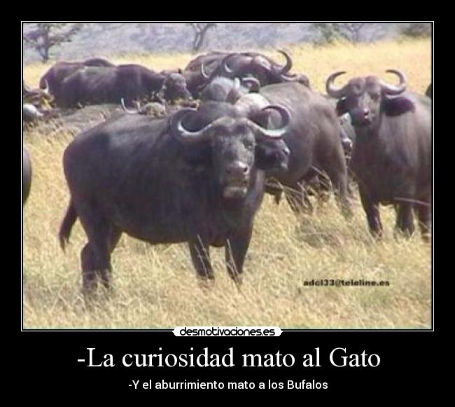 -La curiosidad mato al Gato -